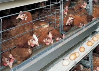 Gallinas encerradas en jaulas muestran conductas similares a síntomas de depresión humana, revela estudio gallinas