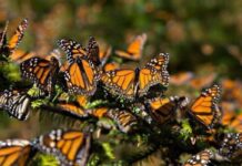 Mariposa monarca llega a México: miles de ejemplares cruzan Coahuila rumbo a sus santuarios Mariposa monarca