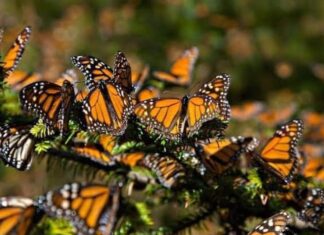 Mariposa monarca llega a México: miles de ejemplares cruzan Coahuila rumbo a sus santuarios Mariposa monarca